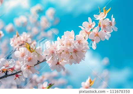 Cherry blossom against sky 111678350