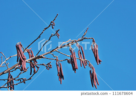 榿木花序（冬季，二月） 111678604