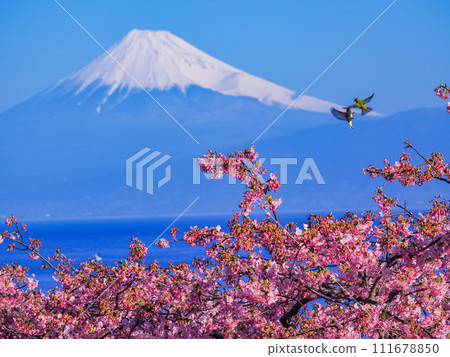 White-eyes play in the sky above the Kawazu cherry blossoms in full bloom with Mt. Fuji in the background 111678850