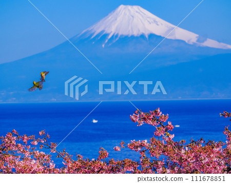 White-eyes play in the sky above the Kawazu cherry blossoms in full bloom with Mt. Fuji in the background 111678851