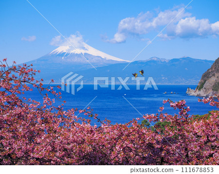 河津櫻花盛開，富士山為背景，天空中飛舞著白眼鳥 111678853