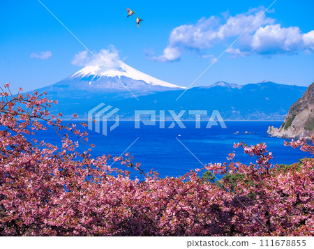 White-eyes play in the sky above the Kawazu cherry blossoms in full bloom with Mt. Fuji in the background White-eyes play in the sky above the Kawazu cherry blossoms in full bloom with Mt. Fuji in the background 111678855