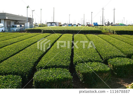 Japan's three major teas Sayama tea Japan's three major teas Sayama tea 111678887