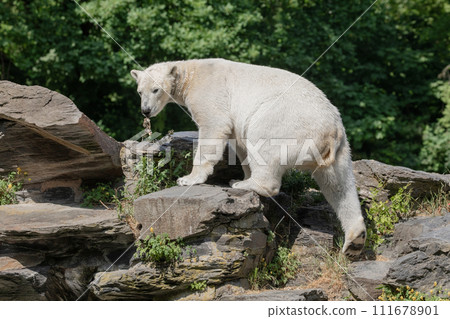 Funny polar bear. Polar bear sitting in a funny pose. Funny polar bear. Polar bear sitting in a funny pose. 111678901