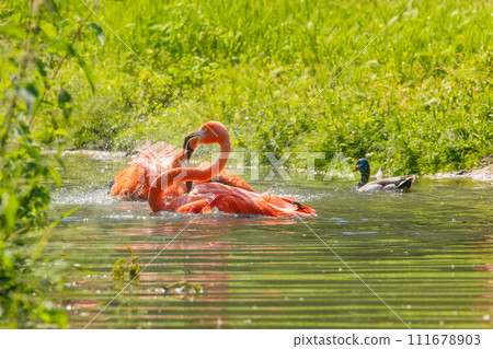 flamingos walking in water with green grasses background. flamingos walking in water with green grasses background. 111678903