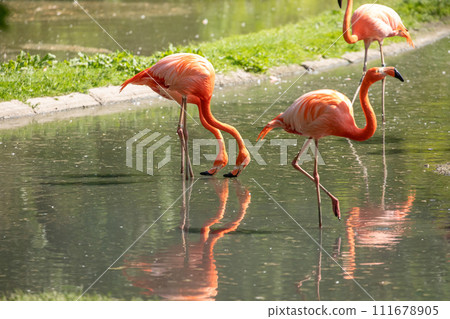 flamingos walking in water with green grasses background. 111678905