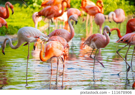 flamingos walking in water with green grasses background. 111678906