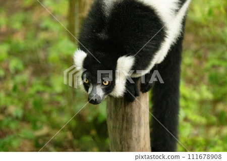 Black and white Ruffed Lemur closeup 111678908