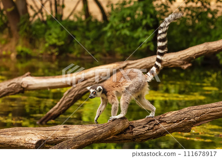 Ring-tailed lemur (Lemur catta) Berlin zoo 111678917