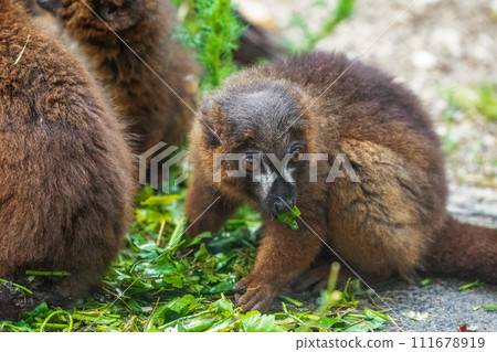red-fronted brown lemur with long beautiful tail red-fronted brown lemur with long beautiful tail 111678919