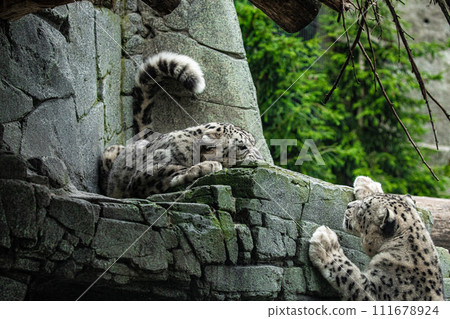Big white Snow leopard lies with piercing yellow eyes Big white Snow leopard lies with piercing yellow eyes 111678924