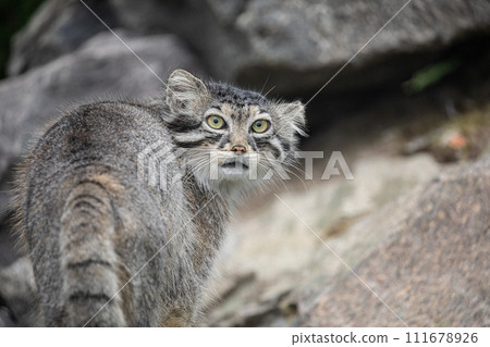 Pallas's cat Manul Otocolobus manul cute wild cat 111678926