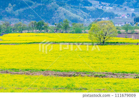Nanohana in Iiyama, Nagano - Iiyama Nanohana Festival 111679009