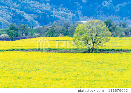 Nanohana in Iiyama, Nagano - Iiyama Nanohana Festival Nanohana in Iiyama, Nagano - Iiyama Nanohana Festival 111679022