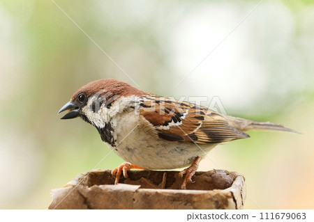 麻雀熟悉的野鳥特寫棕鳥 麻雀熟悉的野鳥特寫棕鳥 111679063