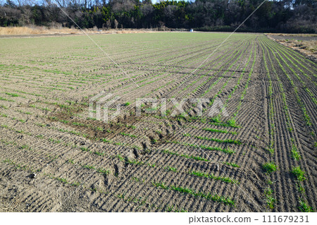 Winter wheat field waiting for spring, green sprouts near Hanazono Interchange Winter wheat field waiting for spring, green sprouts near Hanazono Interchange 111679231