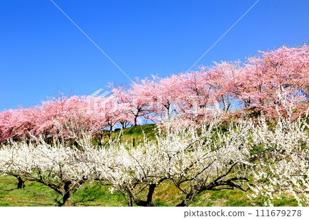 Mizhou Bairin Mizhou Bairin 111679278