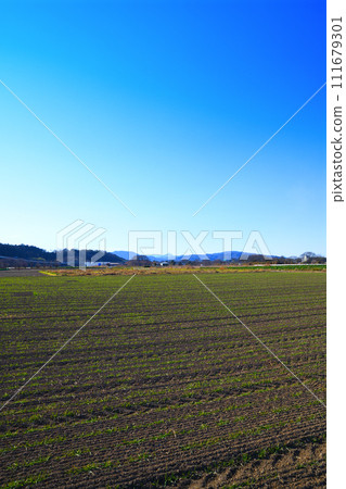 Under the blue sky, a wheat field waiting for spring, green sprouts, near Hanazono Interchange Under the blue sky, a wheat field waiting for spring, green sprouts, near Hanazono Interchange 111679301