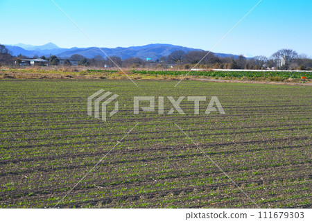 Under the blue sky, a wheat field waiting for spring, green sprouts, near Hanazono Interchange Under the blue sky, a wheat field waiting for spring, green sprouts, near Hanazono Interchange 111679303