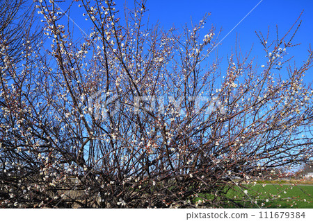 春天的預兆、早春、梅花、花園交流道附近 春天的預兆、早春、梅花、花園交流道附近 111679384