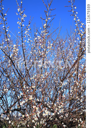 春天的預兆、早春、梅花、花園交流道附近 春天的預兆、早春、梅花、花園交流道附近 111679389