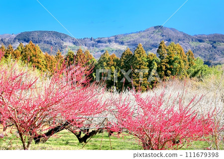 Autumn forest 111679398