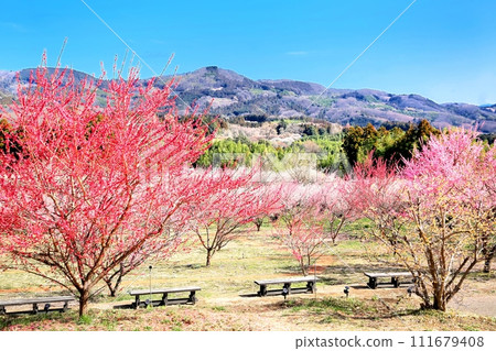 Autumn forest 111679408