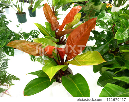 Philodendron Prince of Orange 111679437