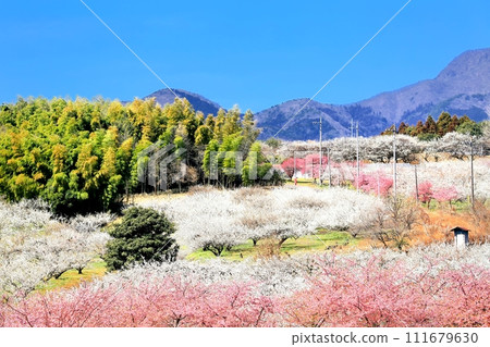 Mizhou Bairin 111679630