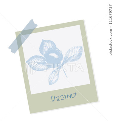 Digital scrapbooking element vintage illustration of blue imprint chestnut in frame with sticky tape. 111679737