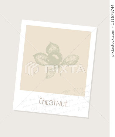 Digital scrapbooking element vintage illustration of imprint chestnut with leaves on beige background in frame with text Lorem ipsum. 111679744