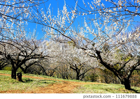 榛名梅林與榛名山 111679888