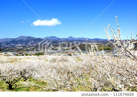 榛名梅林與榛名山 111679889