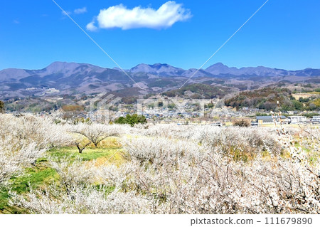 Haruna plum grove and Mt. Haruna 111679890
