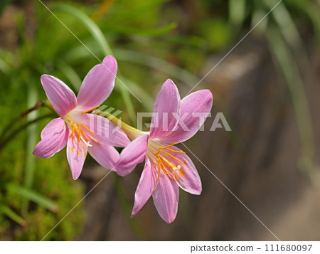 藏紅花花和複製空間 藏紅花花和複製空間 111680097