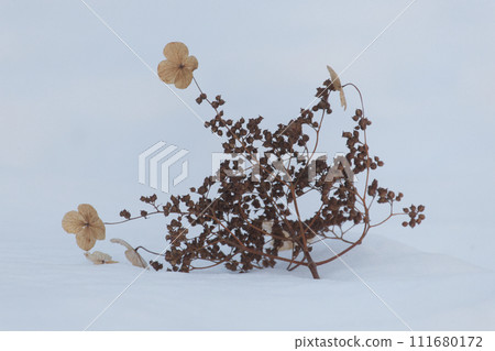 棕色和枯萎的繡球花和果實落在雪中 棕色和枯萎的繡球花和果實落在雪中 111680172