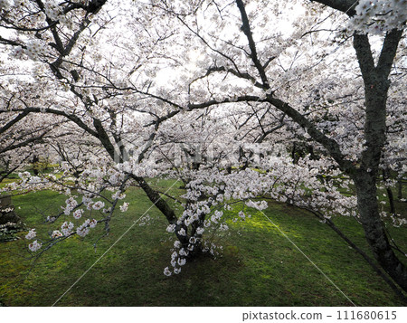 Scenery with cherry blossoms Scenery with cherry blossoms 111680615