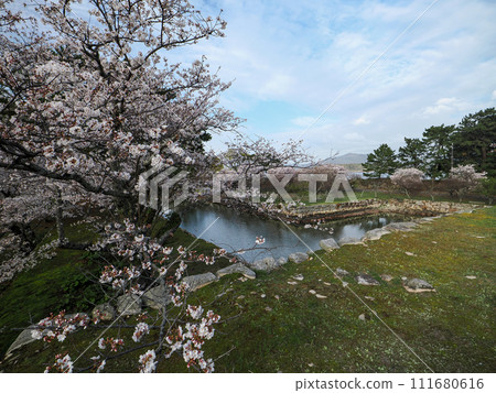 Hagi castle ruins and cherry blossoms 111680616