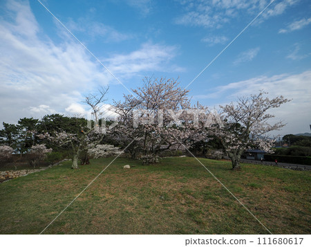 Hagi castle ruins and cherry blossoms Hagi castle ruins and cherry blossoms 111680617