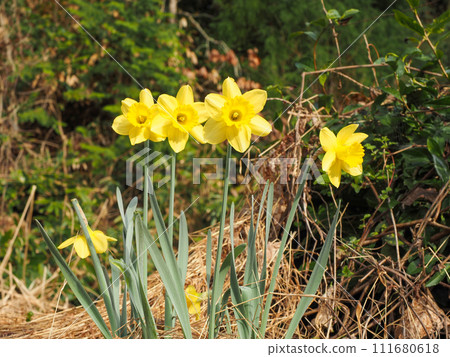 Landscape with yellow daffodils Landscape with yellow daffodils 111680618