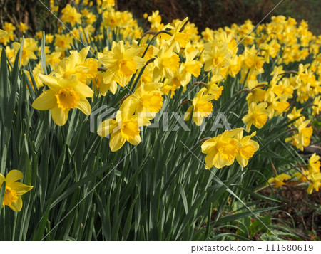 Landscape with yellow daffodils Landscape with yellow daffodils 111680619