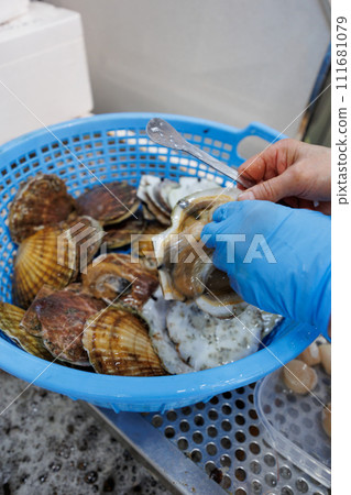 Shelling Mutsu Bay scallops (Noheji Town, Aomori Prefecture) Shelling Mutsu Bay scallops (Noheji Town, Aomori Prefecture) 111681079