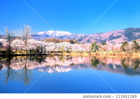 播水池的櫻花 111681169