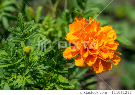 Early summer color ~Orange flowers~ 111681252