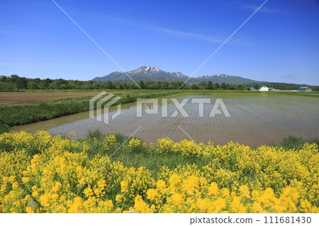 Paddy fields in bloom with Japanese cypress and the Niseko mountain range seen from Yawata, Kutchan-cho, Hokkaido Paddy fields in bloom with Japanese cypress and the Niseko mountain range seen from Yawata, Kutchan-cho, Hokkaido 111681430