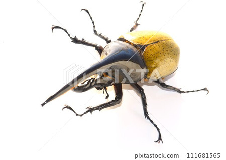 大力神甲蟲 大力神 大力神 白色背景 111681565