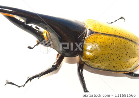 Hercules Beetle Hercules Hercules White Background 111681566