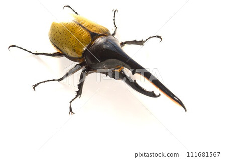 Hercules Beetle Hercules Hercules White Background 111681567