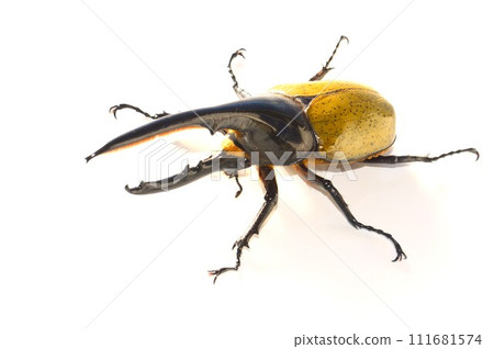 Hercules Beetle Hercules Hercules White Background Hercules Beetle Hercules Hercules White Background 111681574