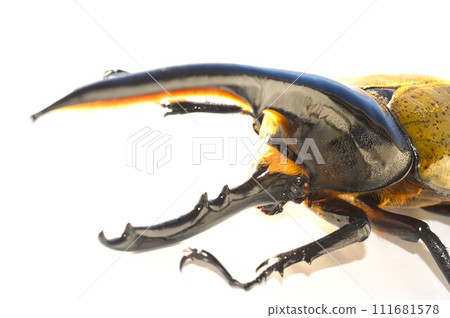 Hercules Beetle Hercules Hercules White Background 111681578